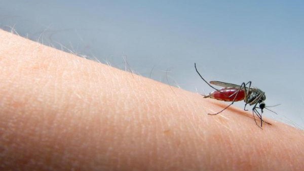 कोविड-19 मच्छरों की तीनों प्रजातियों में रिप्लीकेट करने में असमर्थ है