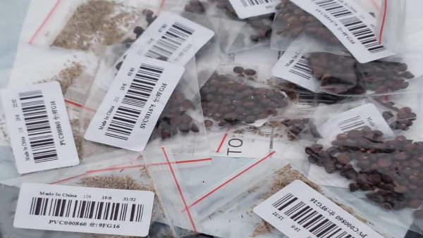 mysterious-seeds mysterious-seeds