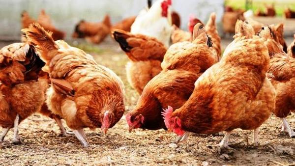 ऑटोमेटिक चिप मेंटेन रखती है तापमान ऑटोमेटिक चिप मेंटेन रखती है तापमान