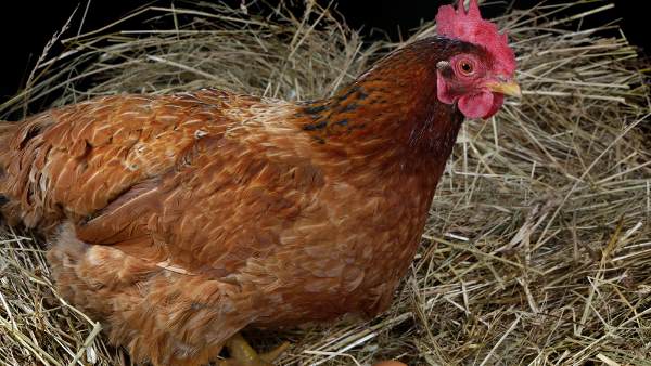 पहले भी सामने आ चुके हैं ऐसे मामले पहले भी सामने आ चुके हैं ऐसे मामले