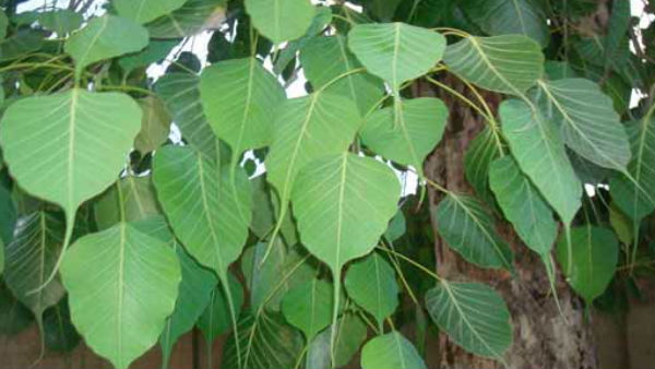 ...घर से निराजल ही चली थी