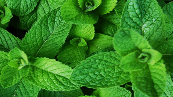 90 हजार रुपए तक में बिकती है यह मशीन 90 हजार रुपए तक में बिकती है यह मशीन