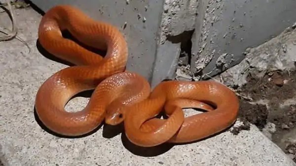 बारिश के बाद बाहर निकला दुर्लभ सांप