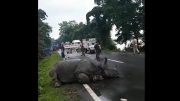 एनएच-37 पर बेजान दिखा गैंडा