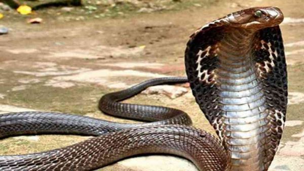 भारत में मिलने वाले तीन सबसे जहरीले सांप