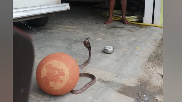 पैंट से निकला सांप, बची युवक की जान