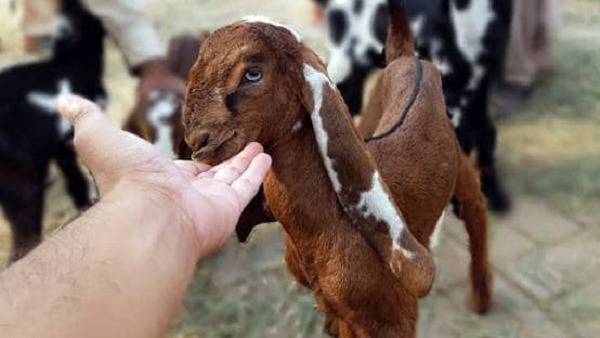 Id-ul-Zuha (Bakr-Id), Eid al-Adha or Id-ul-Adha 2020: Surat Police notification as Ban On Slaughtered In Open Space