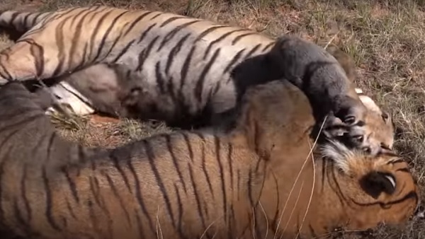 IFS अधिकारी ने शेयर किया वीडियो