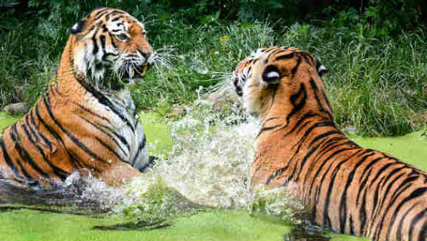 बाघ अपने जन्म के एक हफ्ते तक नेत्रहीन होते हैं 