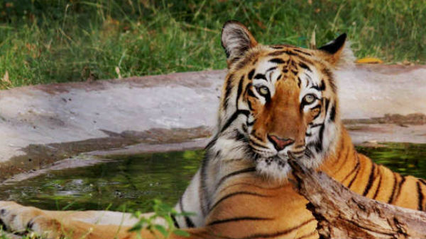 बाघ का दिमाग 300 ग्राम तक का होता है 