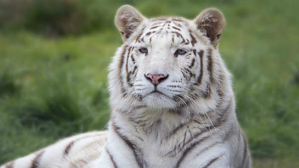 प्रकृति का करना हैं रक्षण ? तो बाघों का मत करना भक्षण !