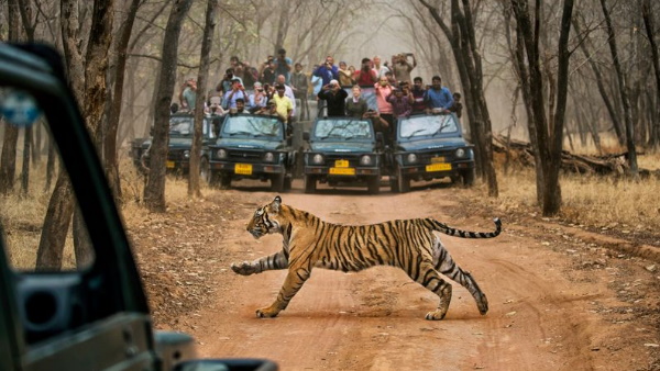 29 जुलाई को मनाया जाता है बाघ दिवस
