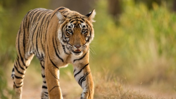 ऐप से हो रही बाघों की सुरक्षा और संरक्षण