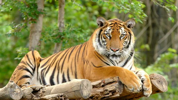 भारत ने 4 साल पहले पूरा किया संकल्प