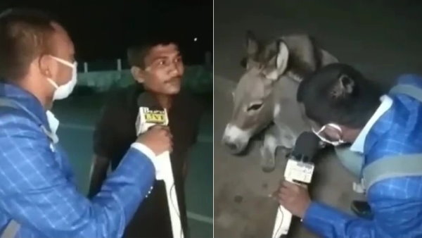 रिपोर्टर ने गधे का 'इंटरव्यू' लेकर मास्क नहीं पहनने वालों का उड़ाया मजाक