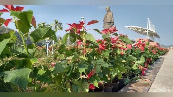 पहली बार हुआ जब उद्घाटन के बाद 2 हफ्ते से ज्यादा बंद रही पहली बार हुआ जब उद्घाटन के बाद 2 हफ्ते से ज्यादा बंद रही