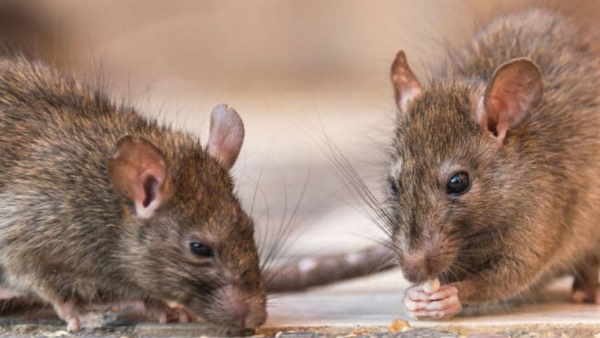 लाश को चूहों ने खाया