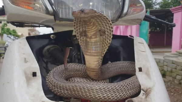 जंगल में ले जाकर सांप को छोड़ा