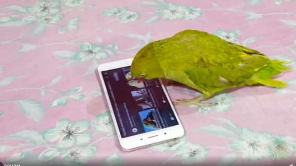 डुग्गू को सत्तू पीना पसंद है