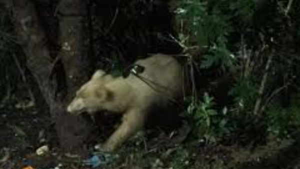 सफेद भालू को लेकर जनता को जागरुक कर रहा है विभाग