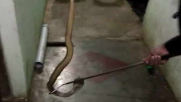 स्नैक कैचर को बुलाया स्नैक कैचर को बुलाया