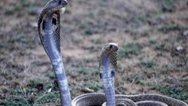 सभी कर्मचारी सांप देखकर घबराए