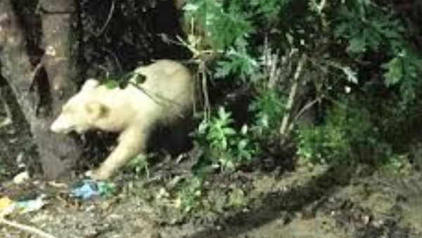 वन विभाग भालू को लेकर अलर्ट