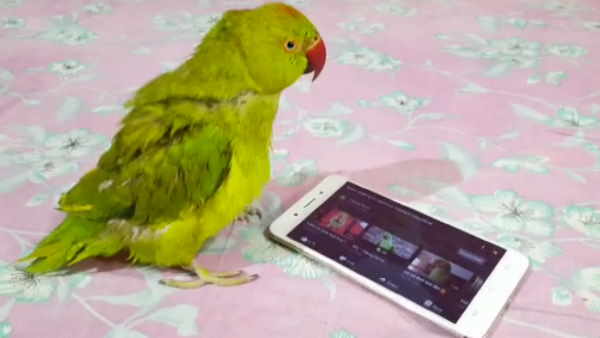 आसपास के क्षेत्रों में तोते का है चर्चा