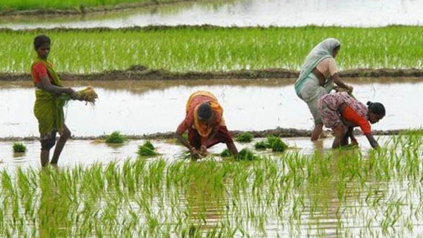 किसानों ने पिछले साल की तुलना इस बार अधिक फसल बोई