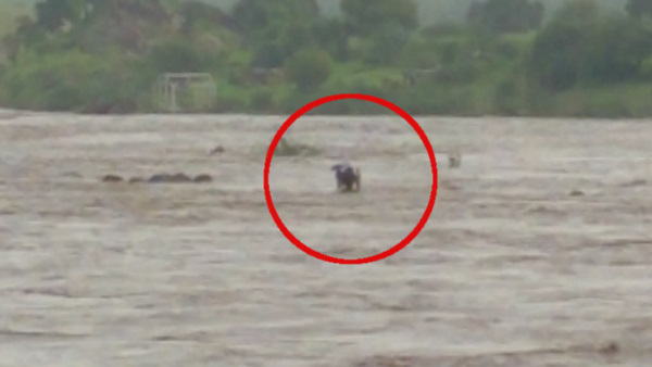 गुजरात के ढूढि गांव से आए थे लोग