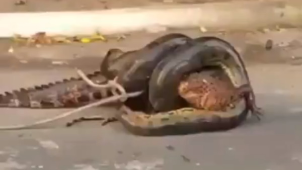 मगरमच्छ और एनाकोंडा की खूनी जंग मगरमच्छ और एनाकोंडा की खूनी जंग