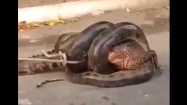 लोगों ने बचाई मगरमच्छ की जान लोगों ने बचाई मगरमच्छ की जान