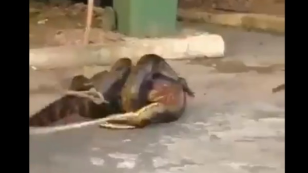 एनाकोंडा ने मगरमच्छ को कुंडली में फंसाया एनाकोंडा ने मगरमच्छ को कुंडली में फंसाया