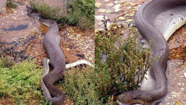 एनाकोंडा की लंबाई करीब 6 फीट से अधिक एनाकोंडा की लंबाई करीब 6 फीट से अधिक