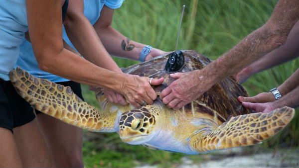 दुनिया में पांचवा ऐसा कछुआ दुनिया में पांचवा ऐसा कछुआ