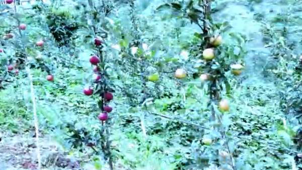 एक साल तक खराब नहीं होता है ये सेब