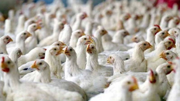 चीन ने शुरू की खाने के वस्तुओं की स्क्रीनिंग