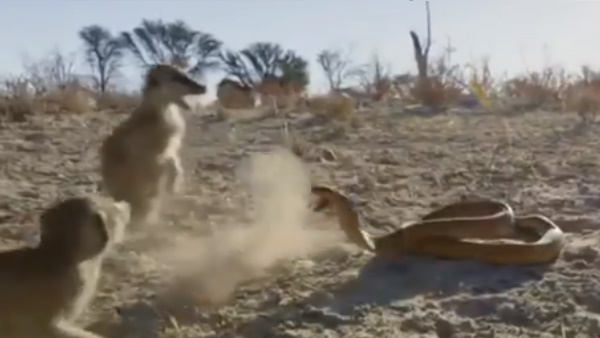 भारतीय वन सेवा के अधिकारी ने पोस्ट किया वीडियो भारतीय वन सेवा के अधिकारी ने पोस्ट किया वीडियो