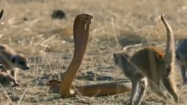 नेवले के रिश्तेदार होते हैं मीयरकैट नेवले के रिश्तेदार होते हैं मीयरकैट