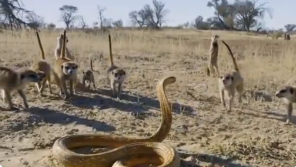 मीयरकैट के झुंड से अकेला भिड़ा किंग कोबरा मीयरकैट के झुंड से अकेला भिड़ा किंग कोबरा