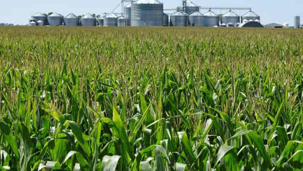 अमेरिका और दूसरे देशों से आयात होता अनाज 