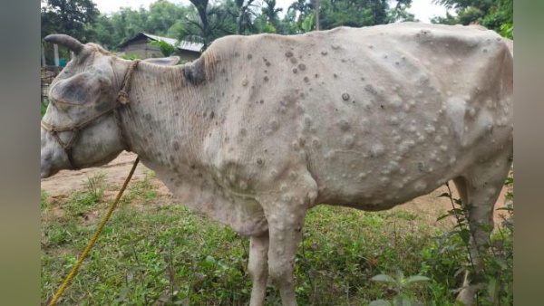 मवेशियों के लिए गए सैंपल मवेशियों के लिए गए सैंपल