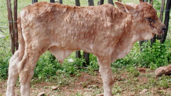 इन जिलों में देखा गया संक्रमण इन जिलों में देखा गया संक्रमण