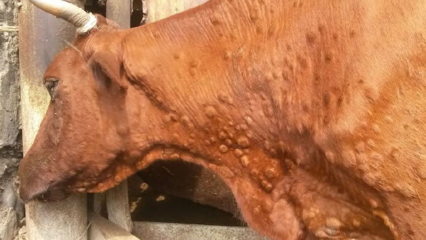 लुम्पी त्वचा रोग को लेकर एडवाइजरी जारी लुम्पी त्वचा रोग को लेकर एडवाइजरी जारी