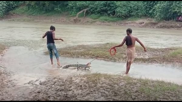 मछली पकड़ने गए, मगरमच्छ फंस गया