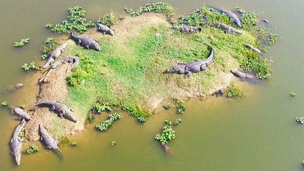 अब तक 6 मगरमच्छ पकड़े गए