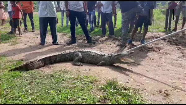 शहरवासियों के लिए बन जाते हैं बड़ी आफत