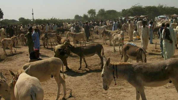 ब्यूटी प्रोडक्ट में भी होता है इस्तेमाल