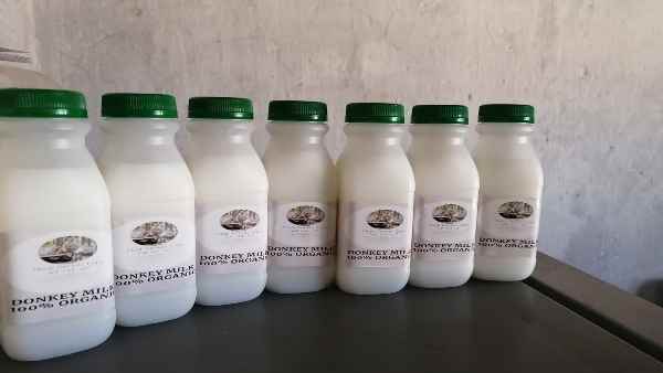 गधी के 1 लीटर दूध की कीमत होगी करीब 7,000 रुपये