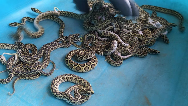 बच्चों को वन विभाग को सौंपा जाएगा बच्चों को वन विभाग को सौंपा जाएगा